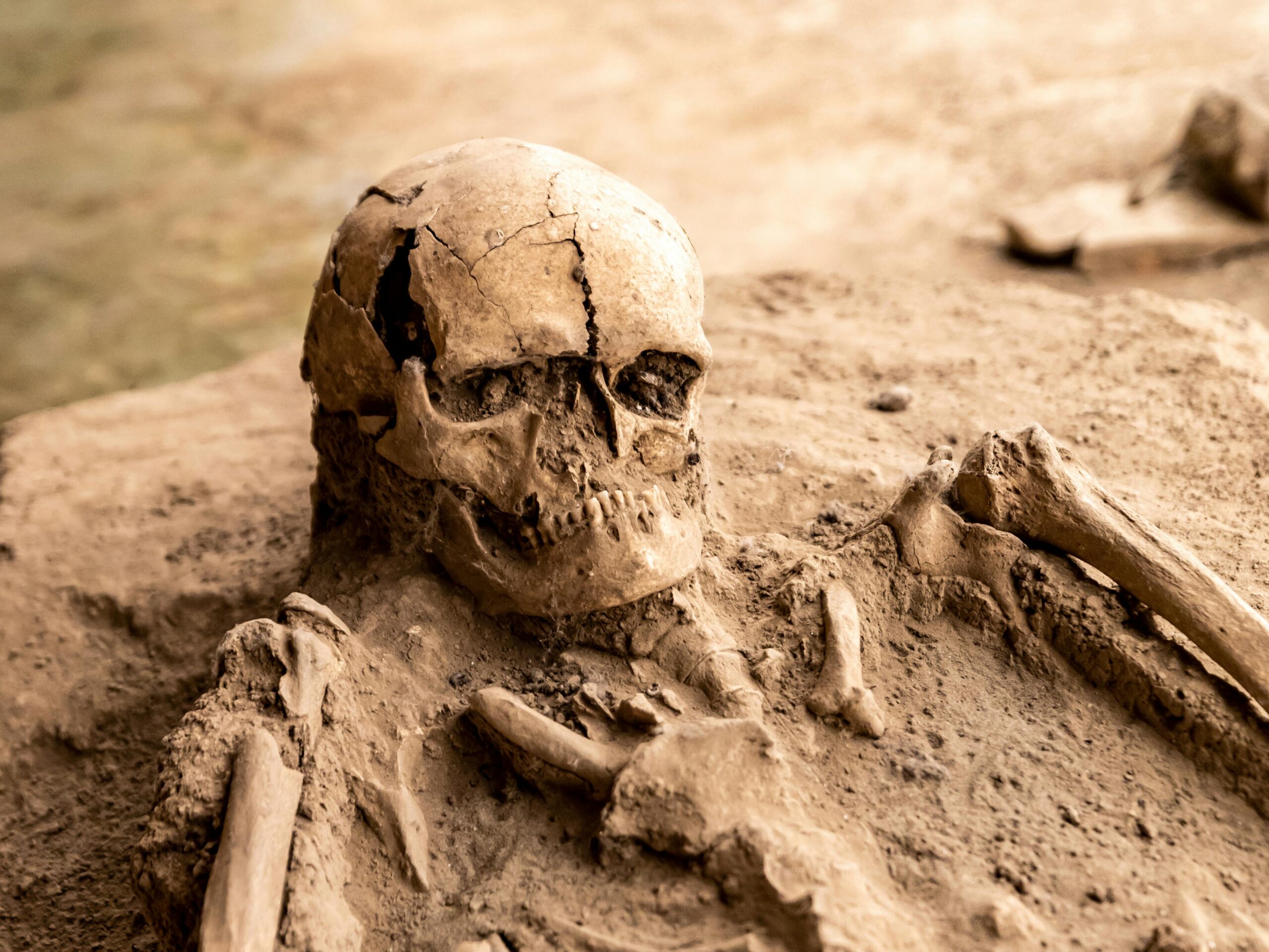A picture of a skull and remains of a skeleton emerging from soil in the process of an archeological dig.